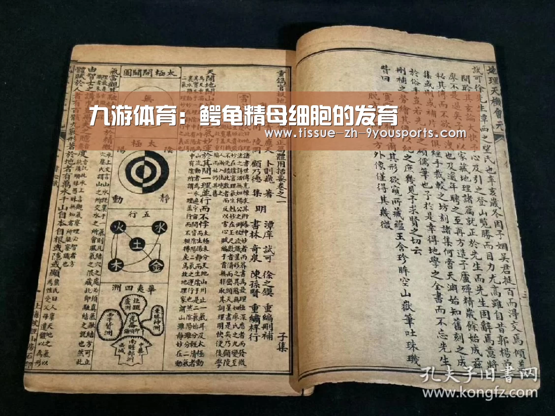 九游体育：鳄龟精母细胞的发育